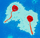 Coloured TEM of two lambda bacteriophages
