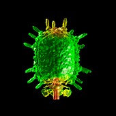 Bacteriophage phi29,computer model