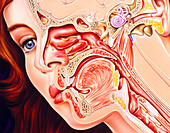 Artwork of ear,nose & throat in a cold sufferer