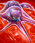 Melanoma cells on capillary wall