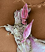 Protozoan infecting macrophage,SEM