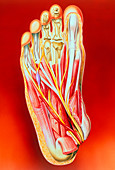 Art of foot: fracture,Kohler's disease,neuritis