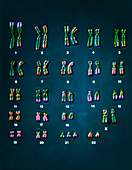 False-colour homologous pairs of chromosomes