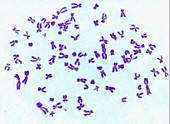 Diploid hamster chromosomes