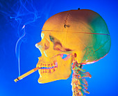 Side view of skull with a cigarette between teeth