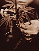 Harvesting cannabis