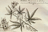 1748 engraving of Indian woman smoking cannabis