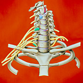 Artwork of causes of neck pain in cervical spine