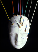 EEG electrodes on a model phrenology head