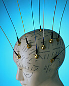 View of EEG electrodes on a model phrenology head