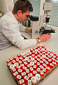 Technician examines urine samples for blood cells