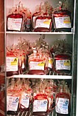 Blood bank: refrigerator containing blood