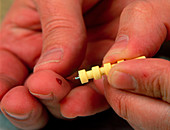 Man pricks finger with lancet for blood sample