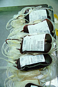 Donor blood bags