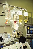 Blood protein transfusion