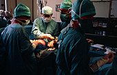 Open uterus fetal surgery; ready to open uterus