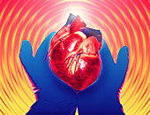 Heart donation abstract: gloved hands hold heart