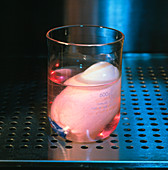 Artificial bladder in a beaker