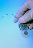Receiver and electrode array of a cochlear implant