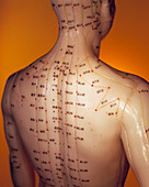 Acupuncture model