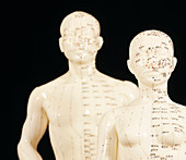 Acupuncture models