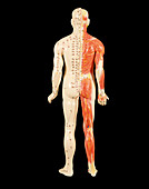 Acupuncture model