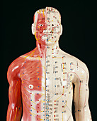 Acupuncture model