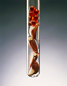 Cloves and pills of garlic in a test tube