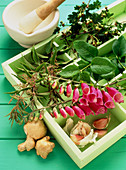 Plants used for herbal medicine