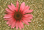 Dried purple coneflower