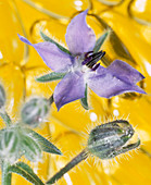 Borage flowers and oil capsules