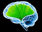 Ginkgo and human brain