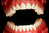 Dental model of a pair of false teeth