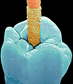 Coloured SEM of a dental drill drilling into tooth