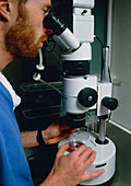 Technician using microscope to view fertilisation