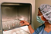 IVF: fertilised ova being placed in incubator