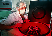 Technician centrifuging tubes of human sperm