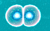 Fertilized egg cell dividing