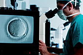 In vitro fertilisation