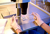 Embryo-transfer catheter