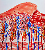 Illustration of the uterus during menstruation