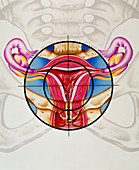Artwork of the uterus during menstruation