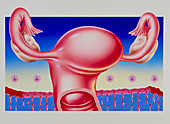 Abstract artwork of uterus,pill & menstrual cycle