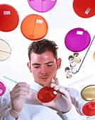 Lab technician streaks bacteria into agar dishes
