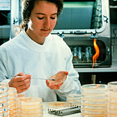 Researcher smears bacterial sample onto agar gel