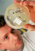 Technician & bacterial antibiotic sensitivi