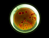 Bacterial colonies