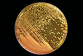 Cultured Staphylococcus bacteria
