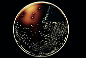 Cultured Enterococcus bacteria
