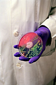 Bacteria research